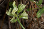 Bearded milkvetch